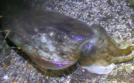 カマスの泳がせで、コウイカ、ダツ、アナゴが…